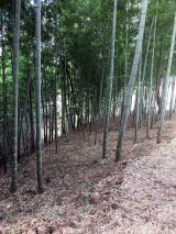 近隣の竹林・杉林