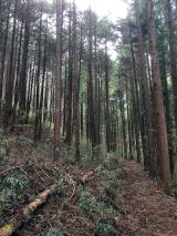 近隣の竹林・杉林