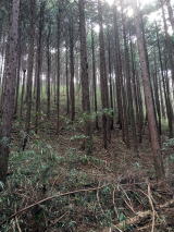 近隣の竹林・杉林